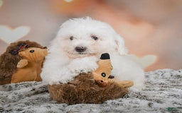 Bichon Frise dogs for sale: Kendrick - Image 5
