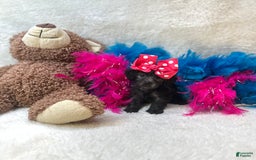 Morkie dogs for sale: Penelope - Image 10
