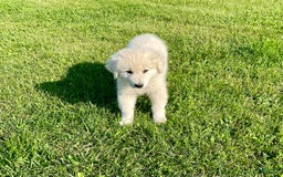 Maremma Sheepdog dogs for sale: Gem - Image 2