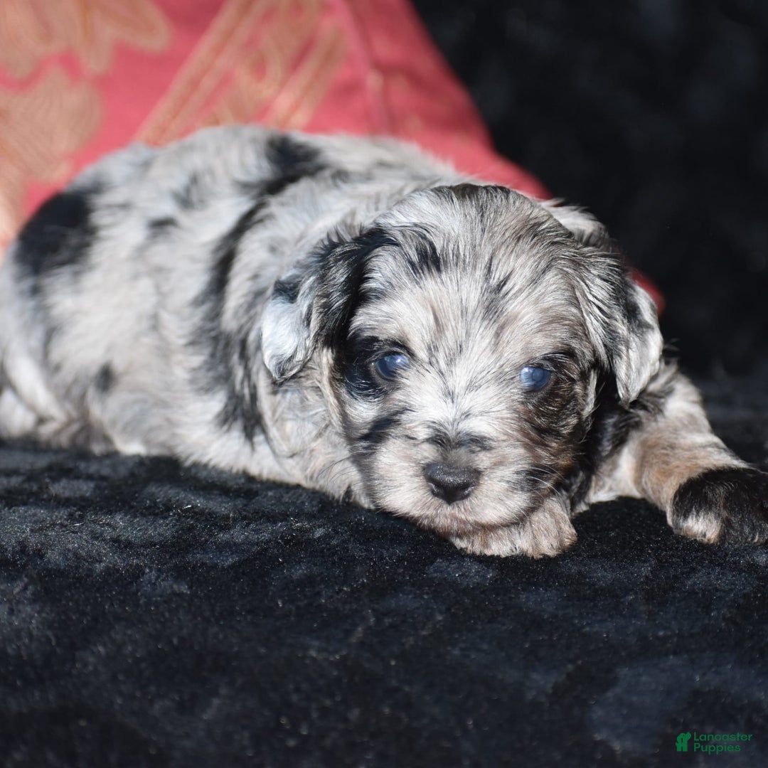 Yorkiepoo dogs for sale: Prissie - Image 15