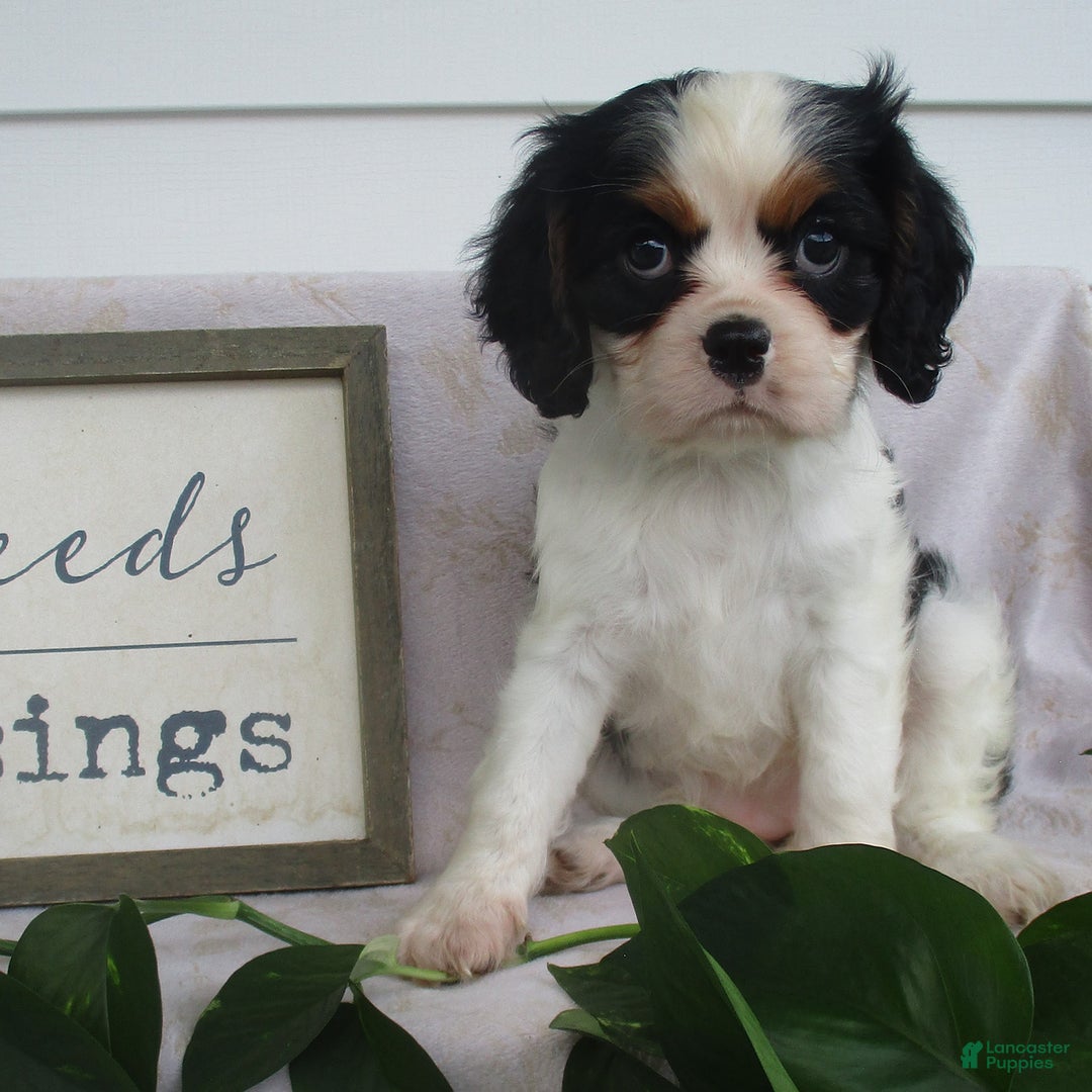 Cavalier King Charles Spaniel dogs for sale: Rosalyn - Image 5