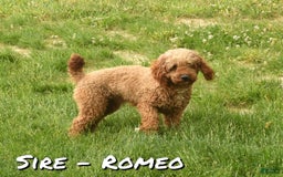 Bichpoo dogs for sale: Nora - Image 12