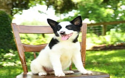 Border Collie dogs for sale: Poppy - Image 7