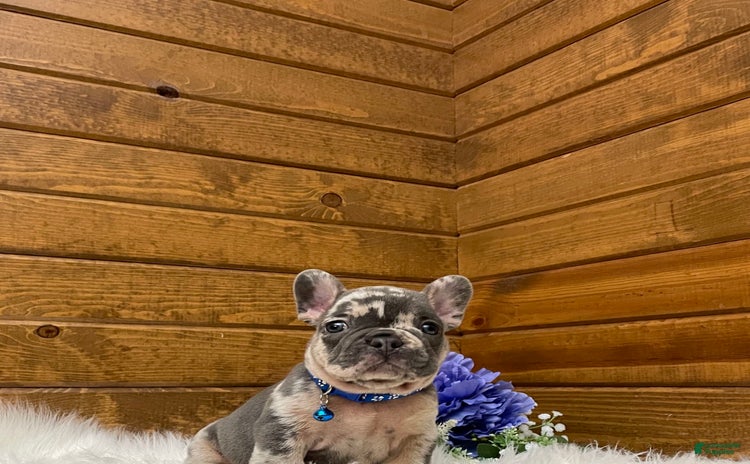 French Bulldog dogs for sale - Ad 3