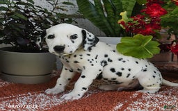Dalmatian dogs for sale: Ike - Image 1