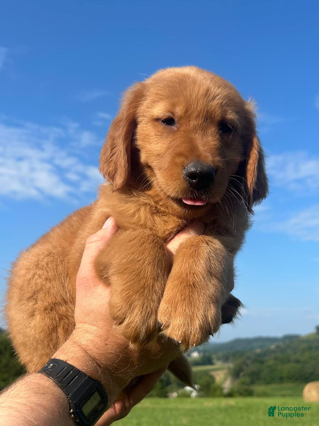Golden Retriever dogs for sale: Chief - Image 4