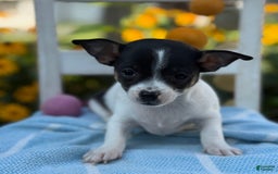 Chihuahua dogs for sale: Pepper - Image 1