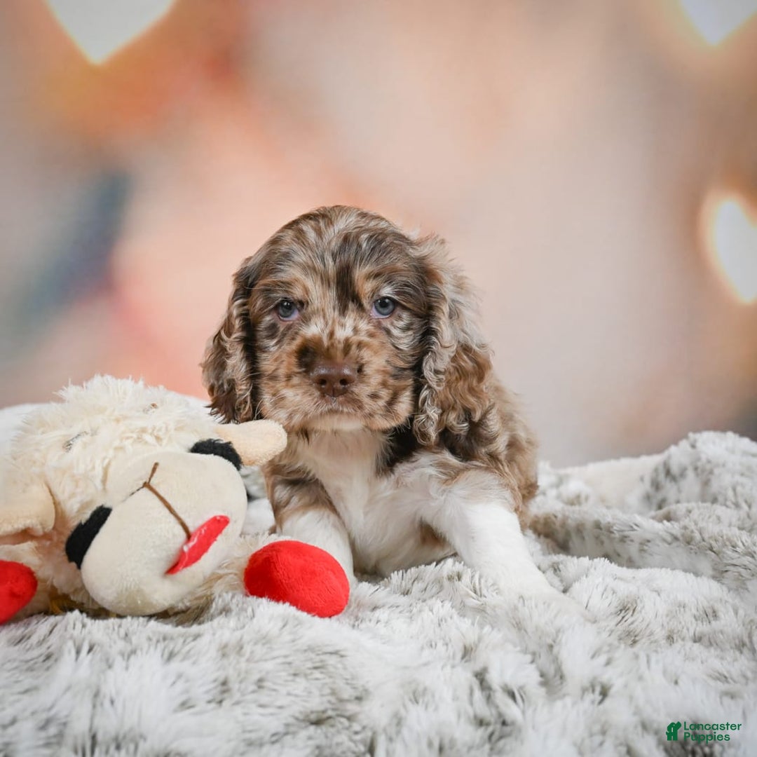 Cocker Spaniel dogs for sale: CoCo - Image 10