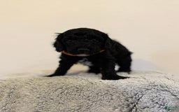 Toy Poodle dogs for sale: Pure Breed Toy Poodle Girl - Image 4