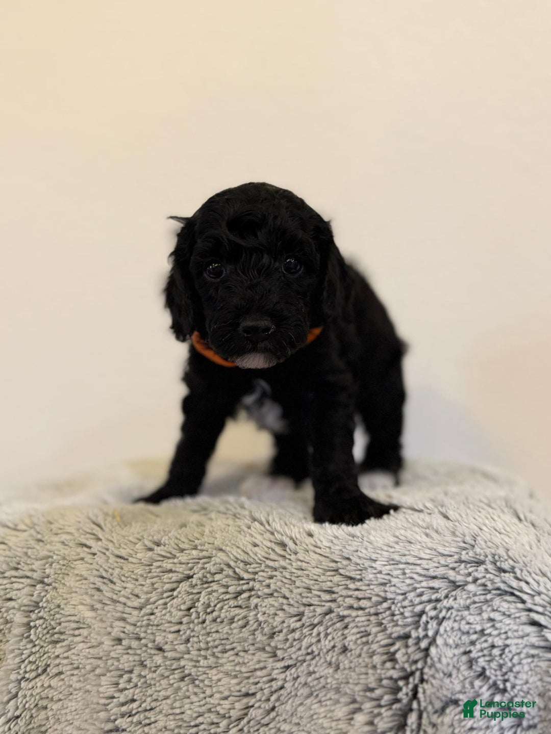 Toy Poodle dogs for sale: Pure Breed Toy Poodle Girl - Image 4