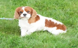 Cavalier King Charles Spaniel dogs for sale: Ike - Image 11