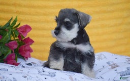 Miniature Schnauzer dogs for sale: Vincent - Image 6