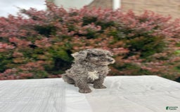 Miniature Poodle dogs for sale: Tasha - Image 3