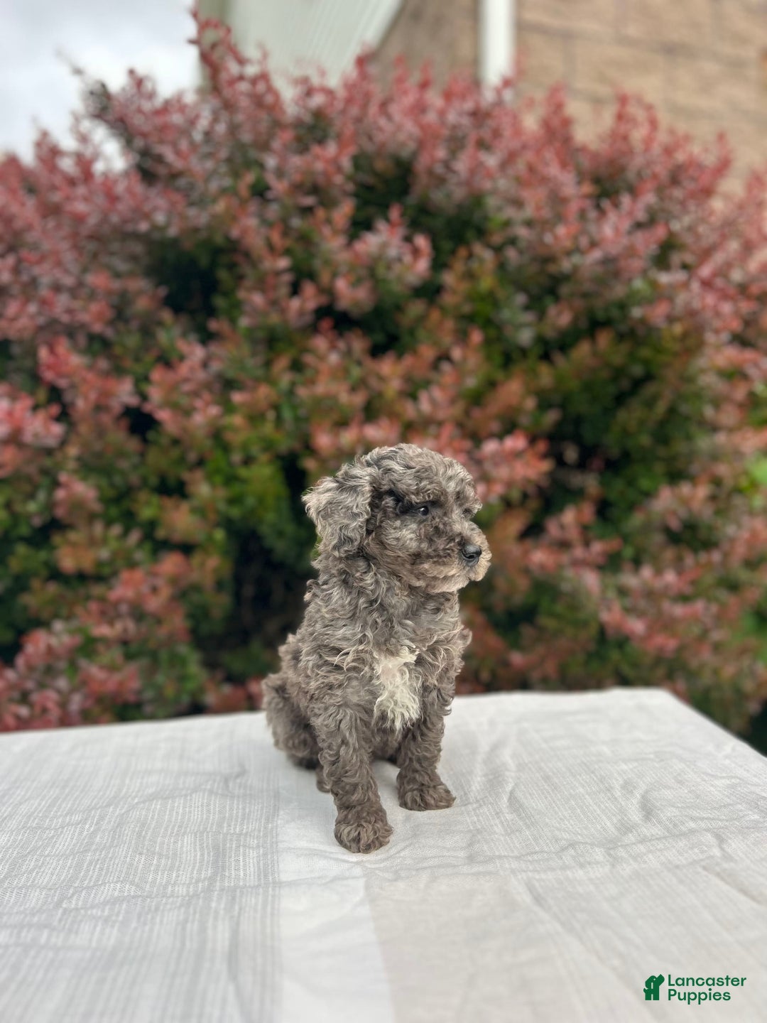 Miniature Poodle dogs for sale: Tasha - Image 3