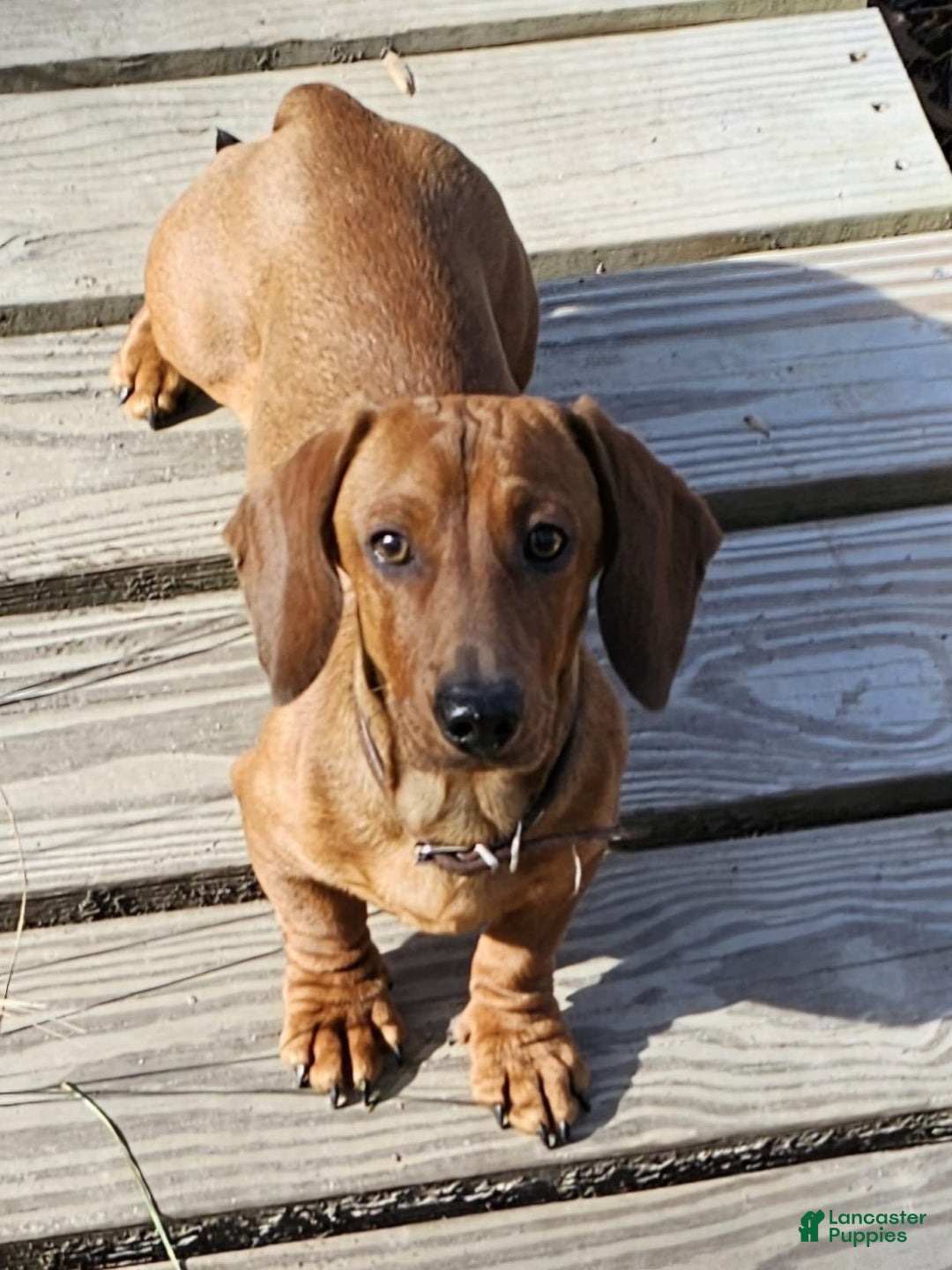 Dachshund dogs for sale: Lulu - Image 6