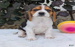 Beagle dogs for sale: Coop - Image 2