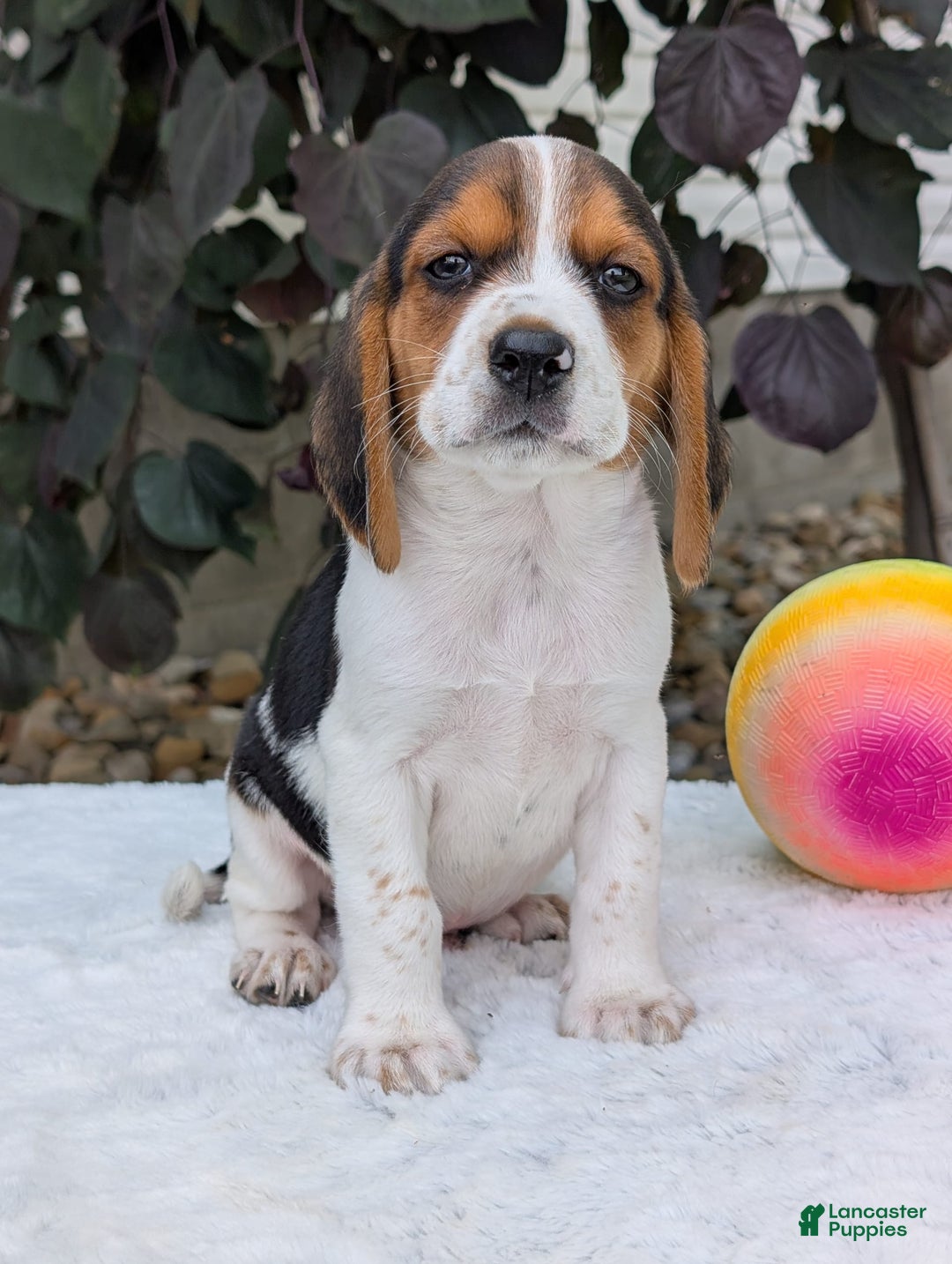 Beagle dogs for sale: Coop - Image 2