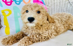 Mini Goldendoodle dogs for sale: Dakota - Image 4