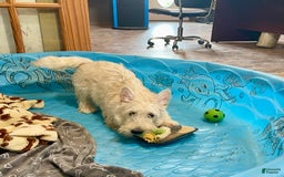 Scottish Terrier dogs for sale: Sherman - Image 3