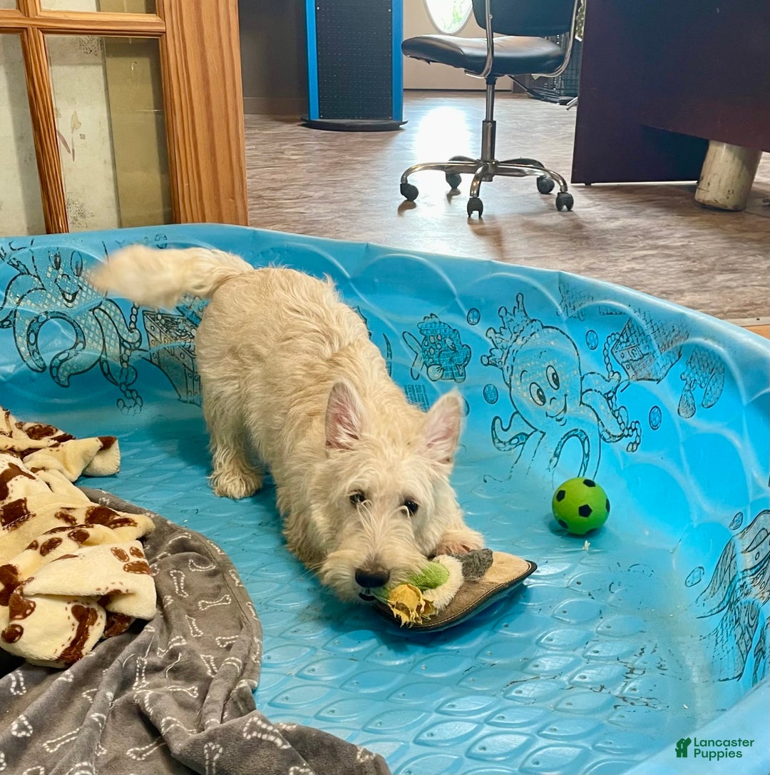 Scottish Terrier dogs for sale: Sherman - Image 3