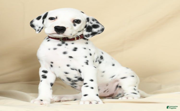 Dalmatian dogs for sale - Ad 4