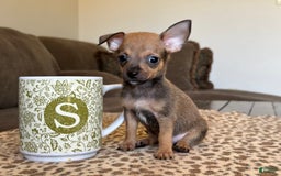 Chihuahua dogs for sale: Captain - Image 8
