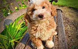 Havapoo dogs for sale: Whisky - Image 3