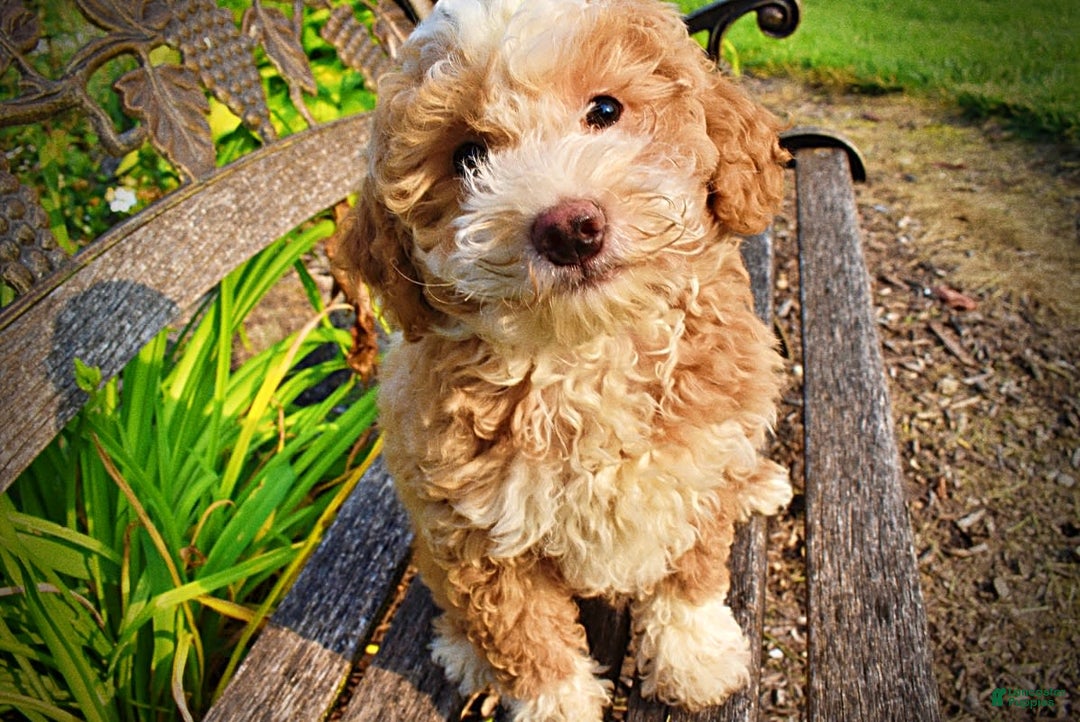 Havapoo dogs for sale: Whisky - Image 3