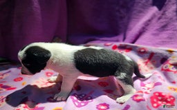 Border Collie dogs for sale: Dolly - Image 18