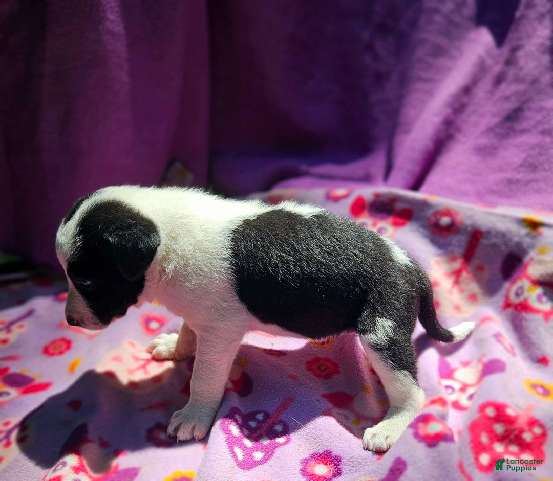 Border Collie dogs for sale: Dolly - Image 18