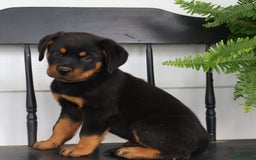 Rottweiler dogs for sale: Durango - Image 4
