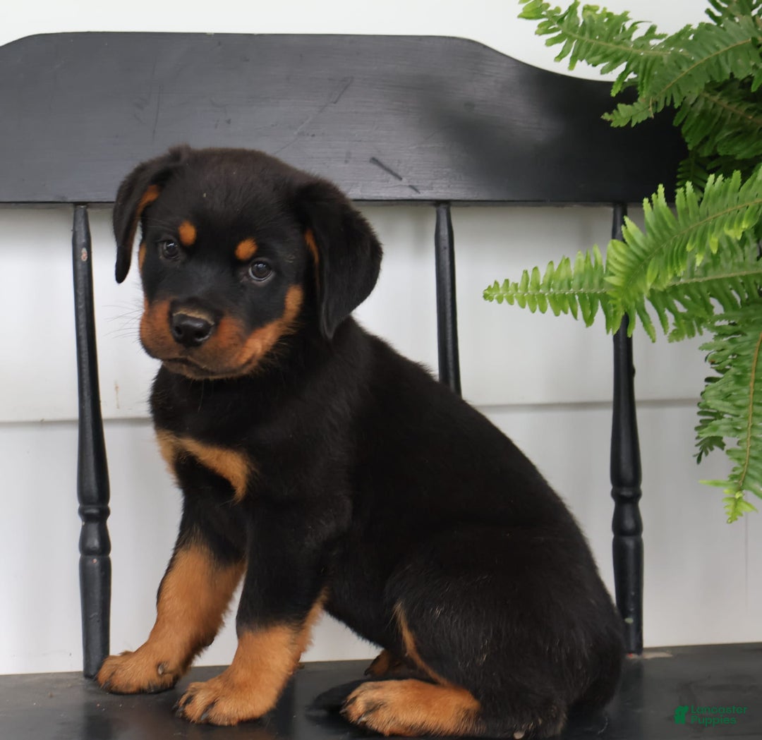 Rottweiler dogs for sale: Durango - Image 4