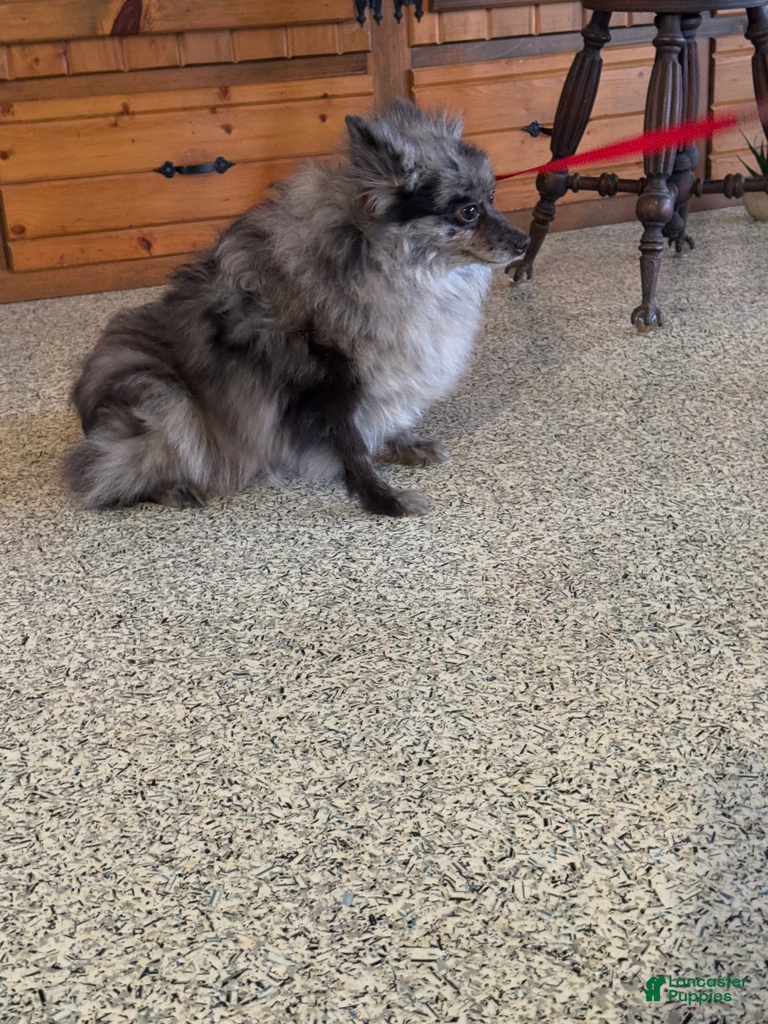Pomapoo dogs for sale: Maverick - Image 18