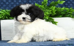 Havapoo dogs for sale: Wesley - Image 7