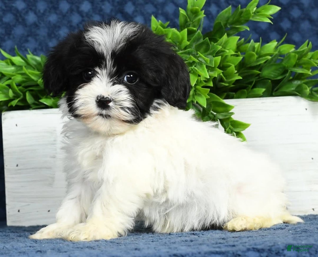 Havapoo dogs for sale: Wesley - Image 7
