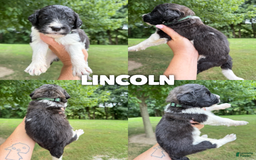Saint Berdoodles dogs for sale: Lincoln- Standard F1b - Image 1