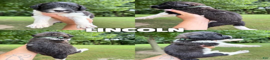 Lincoln- Standard F1b