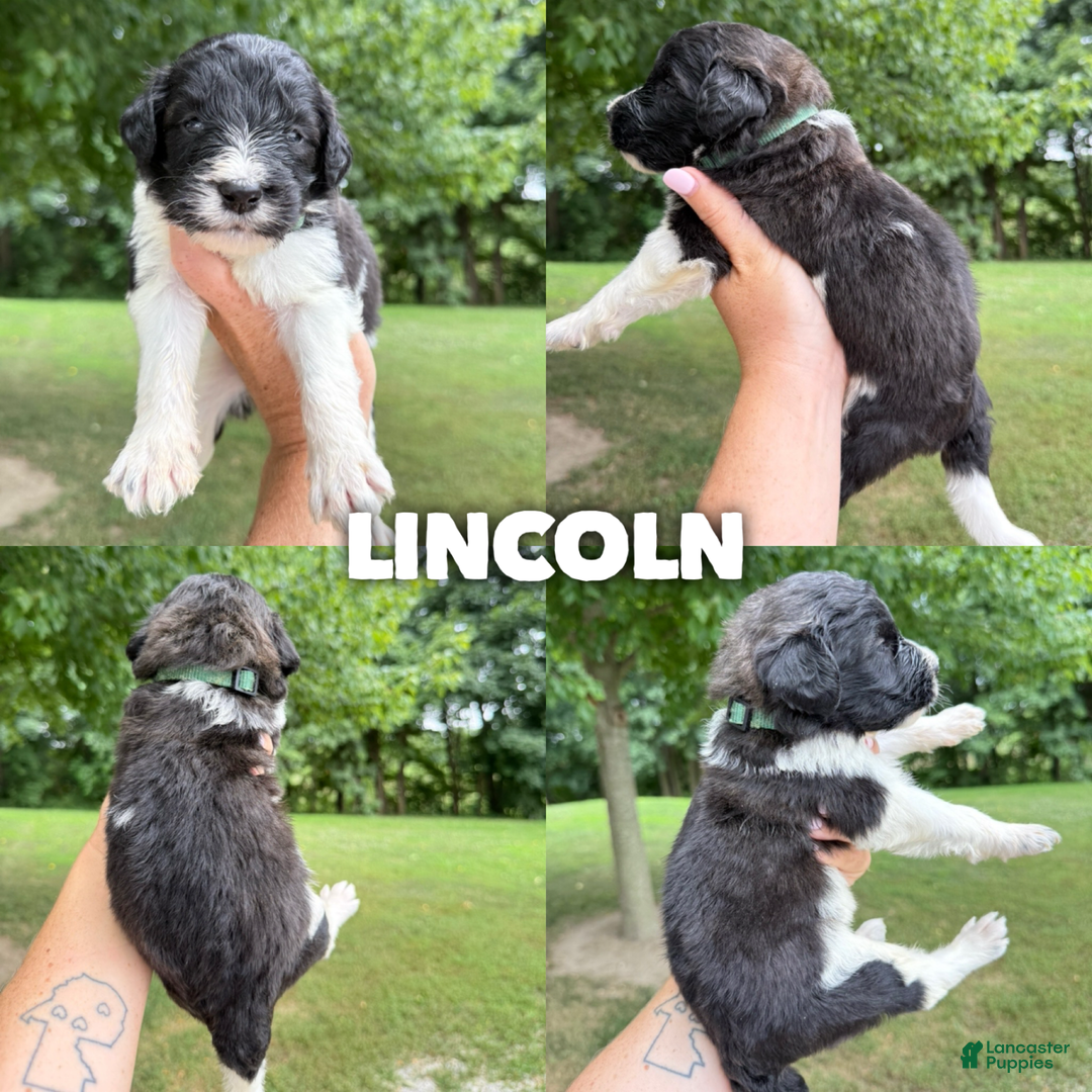 Saint Berdoodles dogs for sale: Lincoln- Standard F1b - Image 1