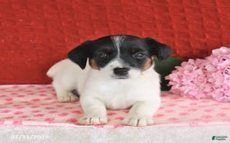 Jack Russell Terrier dogs for sale: Rascal - Image 5