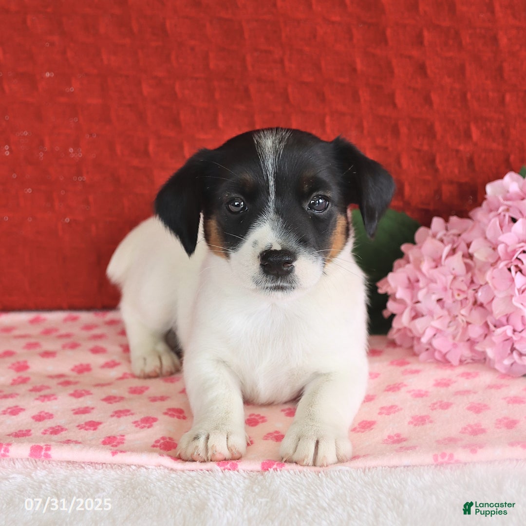 Jack Russell Terrier dogs for sale: Rascal - Image 5