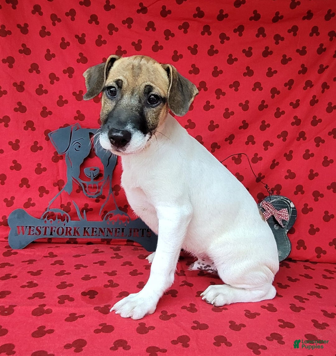 Jack Russell Terrier dogs for sale: Jack Russell Male Puck - Image 9