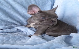 French Bulldog dogs for sale: Chase - Image 3