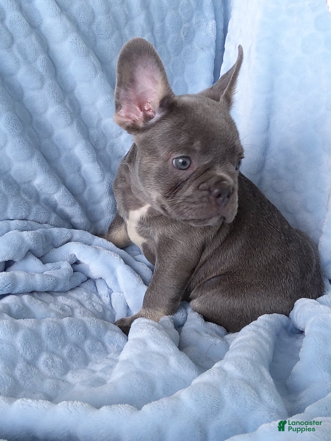 French Bulldog dogs for sale: Chase - Image 3