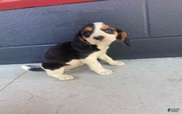 Beaglier dogs for sale: Beaglier 9 puppies - Image 3