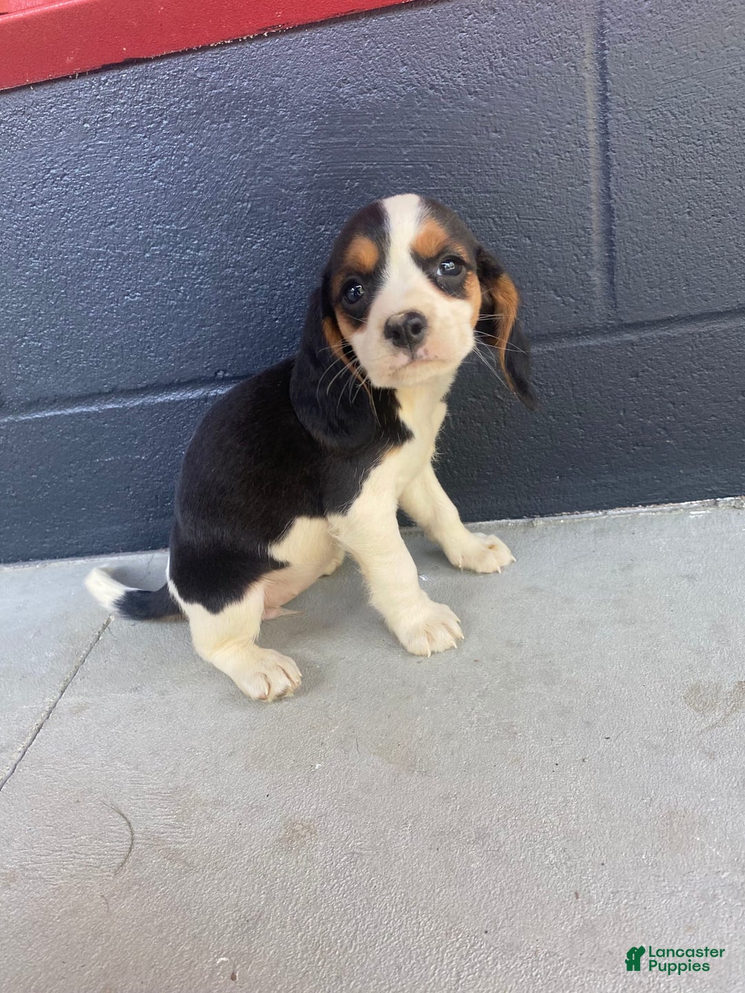 Beaglier dogs for sale: Beaglier 9 puppies - Image 3