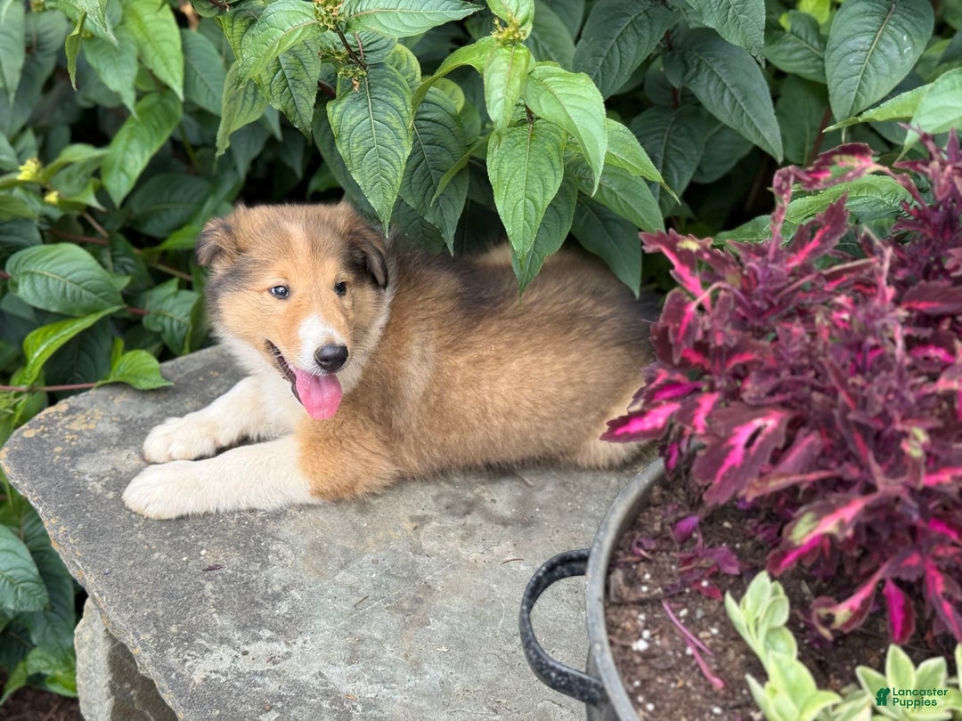 Collie dogs for sale: Amora - Image 4