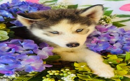 Siberian Husky dogs for sale: Juno - Image 7