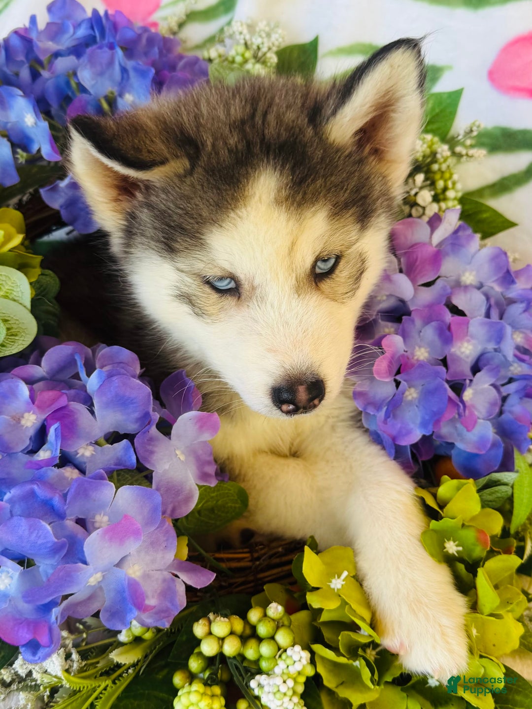 Siberian Husky dogs for sale: Juno - Image 7
