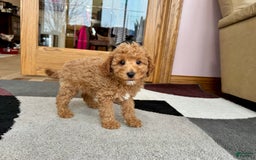 Cavapoo dogs for sale: Jaron - Image 4