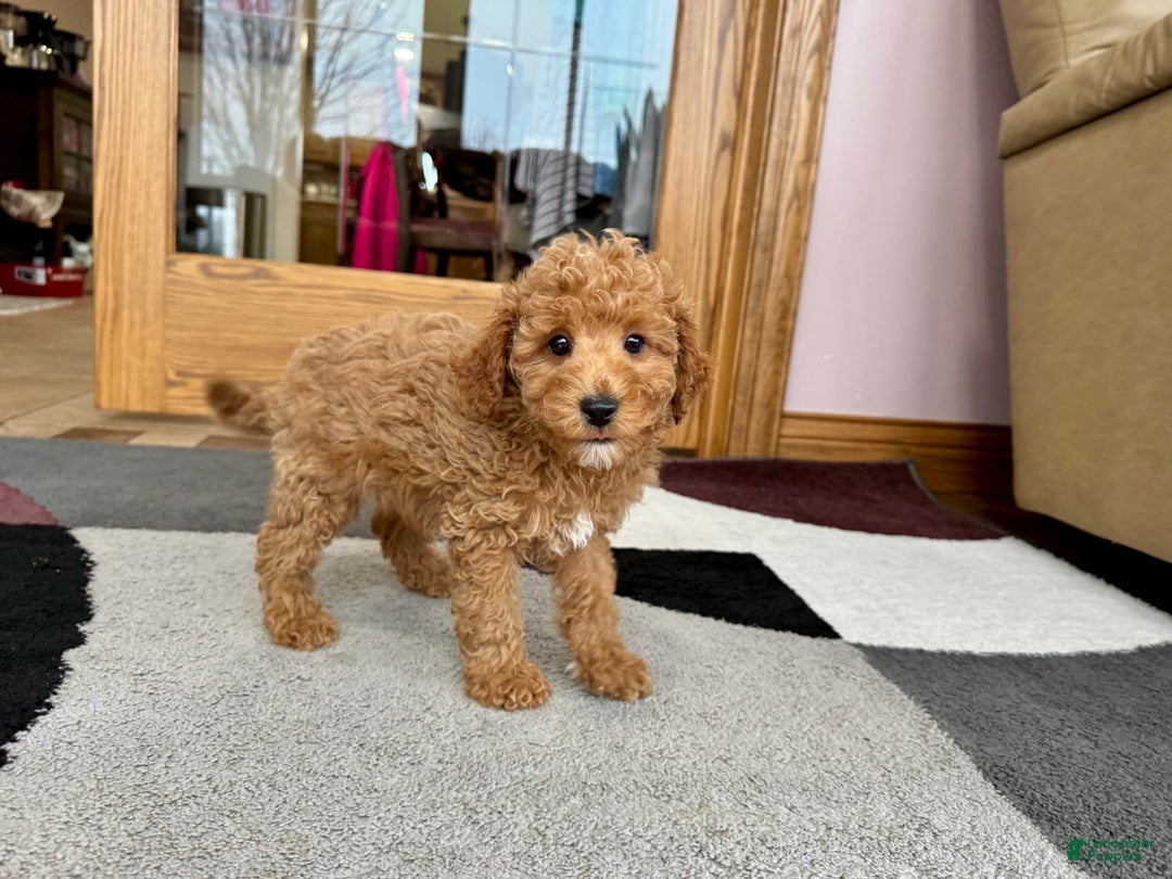 Cavapoo dogs for sale: Jaron - Image 4